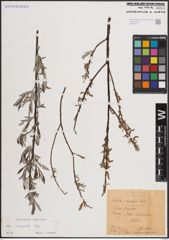 Foto von Salix eleagnos Scop.